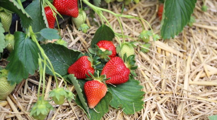 Produkt polski – od stycznia dla artykułów rolno-spożywczych