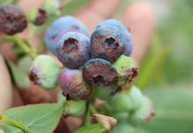 Ochrona i nawożenie borówki w okresie okołozbiorczym