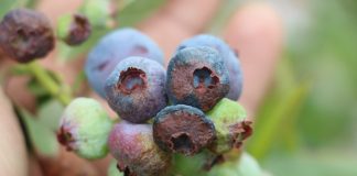 Ochrona i nawożenie borówki w okresie okołozbiorczym