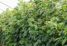 Rewitalizacja gleby warunkiem lepszych plonów