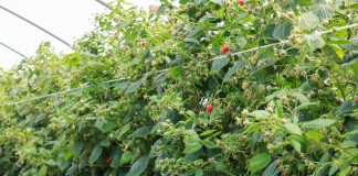 Rewitalizacja gleby warunkiem lepszych plonów