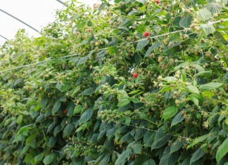 Rewitalizacja gleby warunkiem lepszych plonów