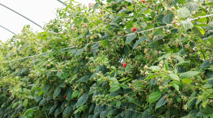 Rewitalizacja gleby warunkiem lepszych plonów