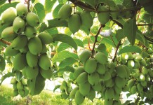 Minikiwi – pochodzenie, uprawa, wartości odżywcze