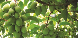 Minikiwi – pochodzenie, uprawa, wartości odżywcze