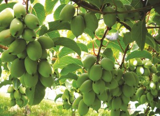 Minikiwi – pochodzenie, uprawa, wartości odżywcze