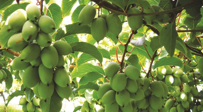 Minikiwi – pochodzenie, uprawa, wartości odżywcze