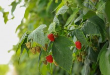 Pierwsze zbiory malin jesiennych w Malinowym Factory