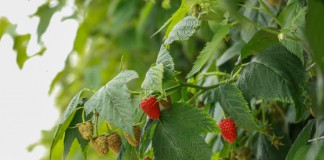 Pierwsze zbiory malin jesiennych w Malinowym Factory