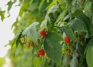 Pierwsze zbiory malin jesiennych w Malinowym Factory