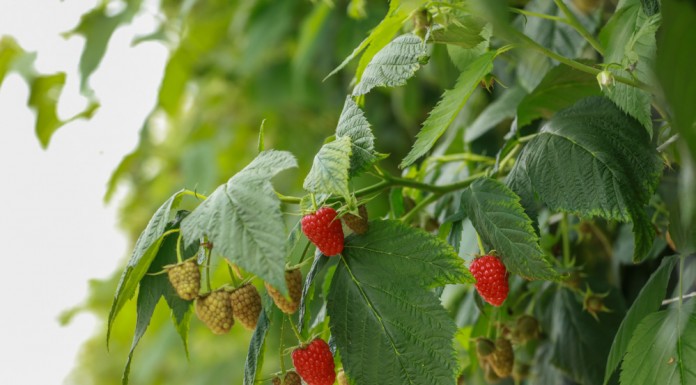 Pierwsze zbiory malin jesiennych w Malinowym Factory