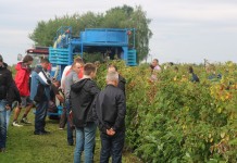 Zbiór malin kombajnem powietrznym – fotogaleria