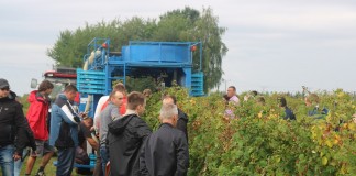 Zbiór malin kombajnem powietrznym – fotogaleria