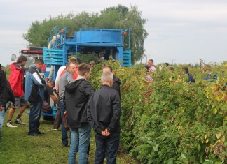 Zbiór malin kombajnem powietrznym – fotogaleria