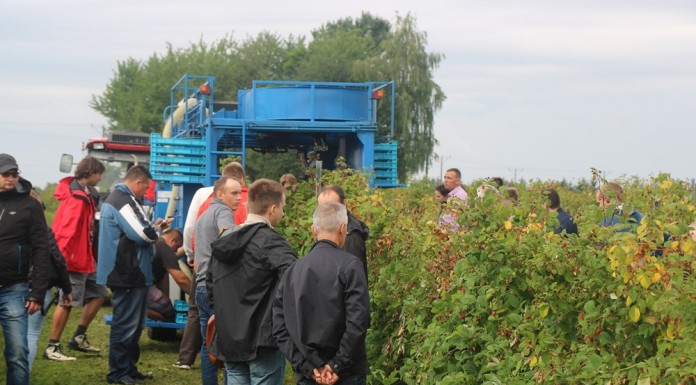 Zbiór malin kombajnem powietrznym – fotogaleria