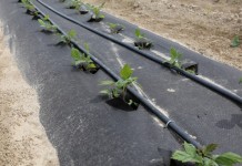 Agrowłóknina Pegas Agro w nowym nasadzeniu