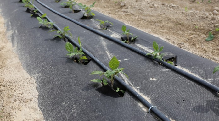 Agrowłóknina Pegas Agro w nowym nasadzeniu