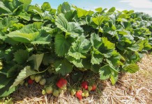 Ochrona truskawek na Demo Farmie