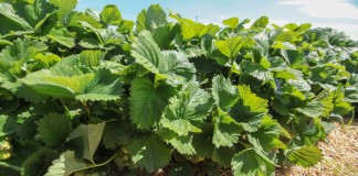 Ochrona truskawek na Demo Farmie