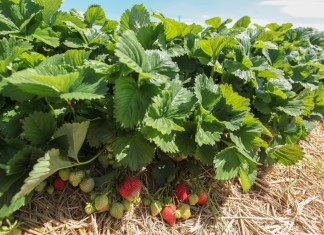 Ochrona truskawek na Demo Farmie