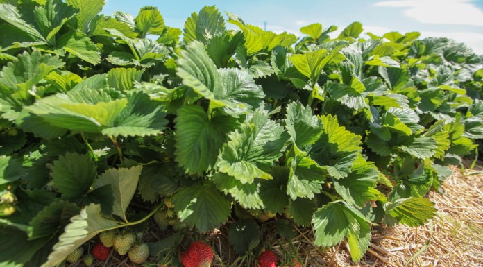 Ochrona truskawek na Demo Farmie