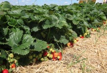 Nawożenie truskawek z firmą Yara