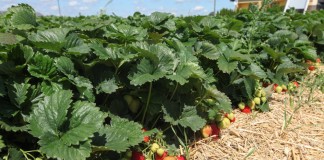 Nawożenie truskawek z firmą Yara