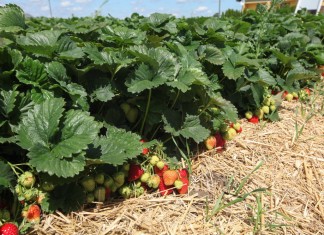 Nawożenie truskawek z firmą Yara