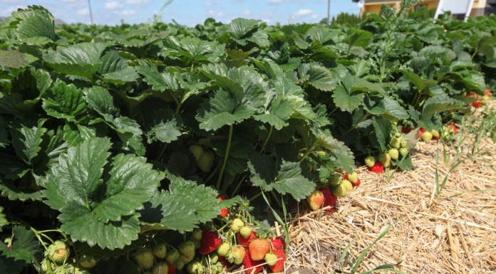 Nawożenie truskawek z firmą Yara