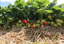 Opakowanie wydłużające shelf life owoców