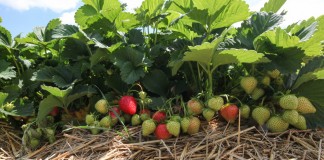 Opakowanie wydłużające shelf life owoców