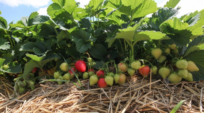 Opakowanie wydłużające shelf life owoców