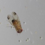 drosophila_1