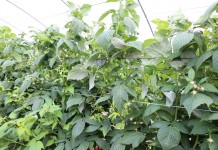 Ważne zabiegi w czasie kwitnienia malin jesiennych