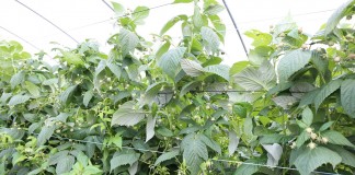 Ważne zabiegi w czasie kwitnienia malin jesiennych