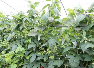 Ważne zabiegi w czasie kwitnienia malin jesiennych