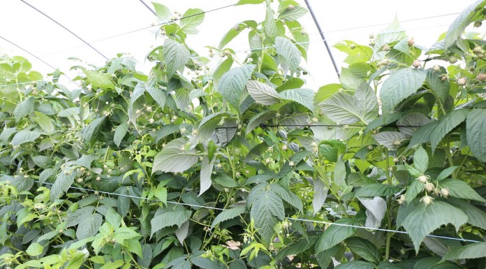 Ważne zabiegi w czasie kwitnienia malin jesiennych