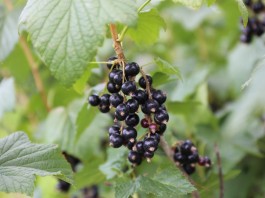 Milionowa kara za zmowę cenową przy skupie owoców ceny porzeczek