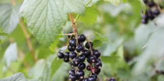 Sprawdzamy ceny porzeczek czarnych i czerwonych (15.07) ceny porzeczek