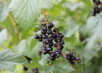 Sprawdzamy ceny porzeczek czarnych i czerwonych (15.07) ceny porzeczek