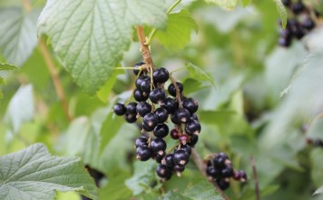 Porzeczkowa katastrofa staje się faktem