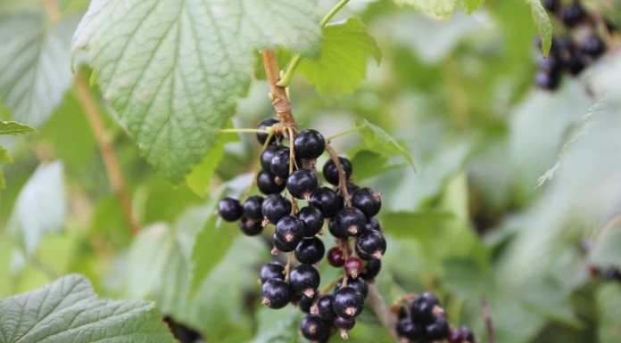 Podsumowanie sezonu porzeczkowego w 2016 roku ceny porzeczek