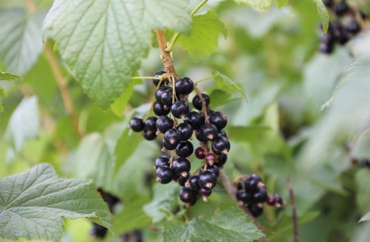 Milionowa kara za zmowę cenową przy skupie owoców ceny porzeczek
