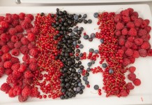 Owoce jagodowe – źródło witamin warte inwestycji