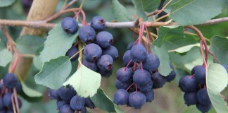 Świdośliwa zbierana kombajnem całorzędowym