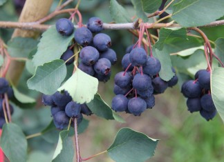 Świdośliwa zbierana kombajnem całorzędowym