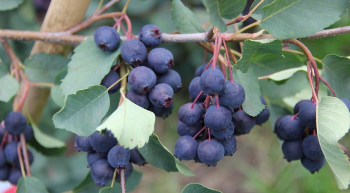 Świdośliwa zbierana kombajnem całorzędowym