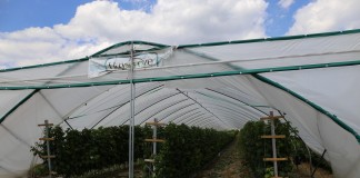 Światło i jego kontrola w uprawach tunelowych