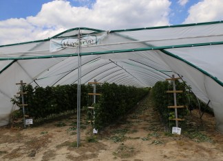 Światło i jego kontrola w uprawach tunelowych