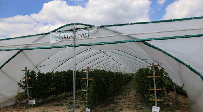 Światło i jego kontrola w uprawach tunelowych